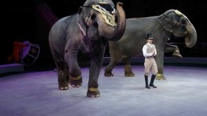 Шоу Слонов?Иваново. ЦИРК