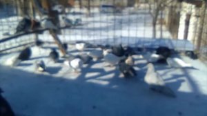 Нужно ли потомство голубям зимой