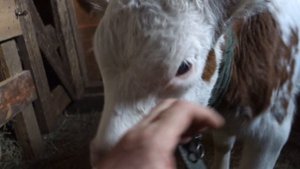 Выращивание бычков. Как кормить телят и как правильно выбрать ЗЦМ? Отзыв Александра Тюково.