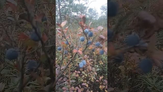 Поиск и сбор дикорастущей голубики на болоте.