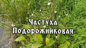 Частуха Подорожниковая (Alisma plantago-aquatica)          Plantain Chastukha