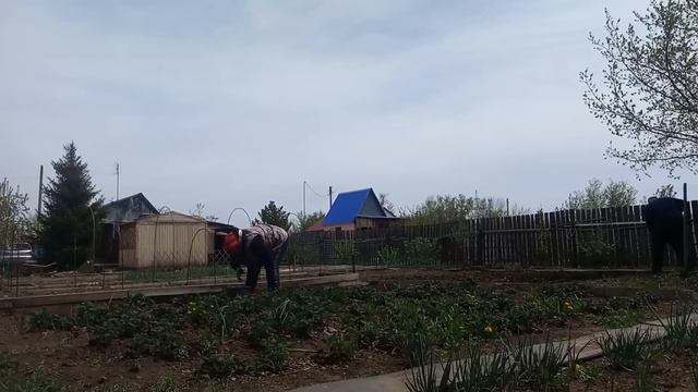 Готовлю ЗАВТРАК на ДАЧЕ/Дачный ФИТНЕС/Я в ПОЗЕ ДАЧНИКА/Саньку только ЛОПАТУ и ПОДАВАЙ/СОРВАЛИ СПИНЫ смотреть онлайн