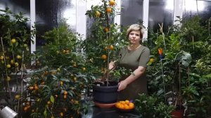 C. Мандарин "Ponkan"