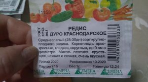 Редисочка ,редька и репа петровская 2022