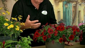 Ask Mr Greenthumb Video Podcast 1 "Petunia"