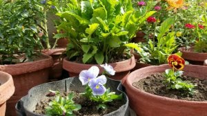 Pansy multi color flowers blooms in Loving Spring at Asim Rooftop Garden | Viola Flowers