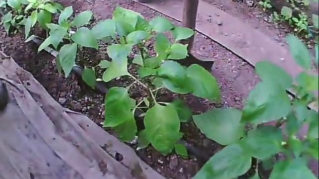 что такое кислотность почвы пример смотреть онлайн