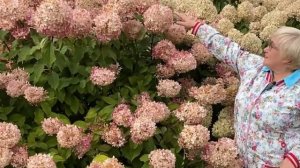 Какие сорта гортензий подходят для бордюрной посадки