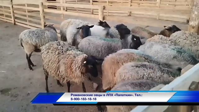 Случка у Романовских овец смотреть онлайн