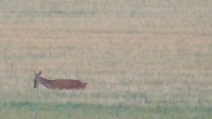 ДОМ В ДЕРЕВНЕ, НЕЗВАНЫЕ ЛЕСНЫЕ ГОСТИ И КУПАНИЕ ГОЛЫШОМ НА ЗАКАТЕ