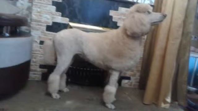 пудель дана смотреть онлайн