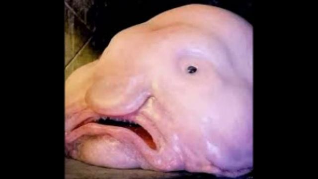 Рыба-"Капля" смотреть онлайн