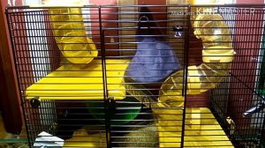 Как уговорить маму купить хомяка