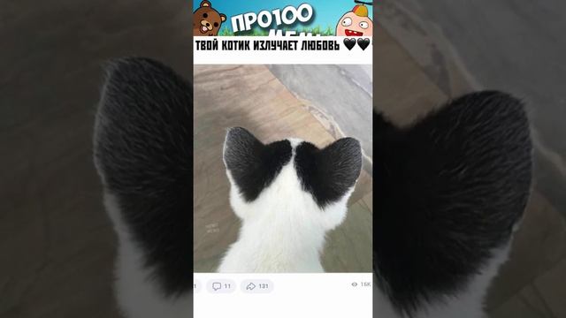 Мемы с котами #смешныекоты #мемы #мемас #коти #мемыскотами #смешныеживотные #котики #мемчики