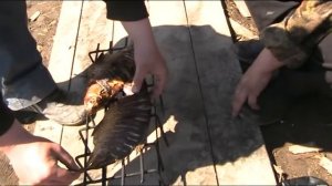 Караси в шарабане