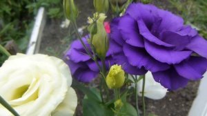 Эустома цветёт в моём саду, как её вырастить.