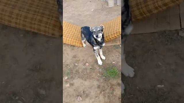 Мой первый алабай характеристики Алабая