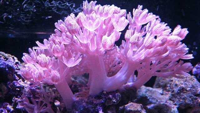 Морские цветы смотреть онлайн