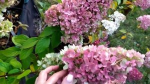 Гортензія Меджикал Кіліманджаро, Hydrangea pan. Magical Kilimanjaro