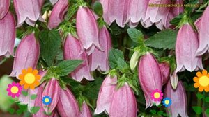 Колокольчик точечный Рубифлора. Краткий обзор, описание campanula punctata f. rubriflora Rubriflora
