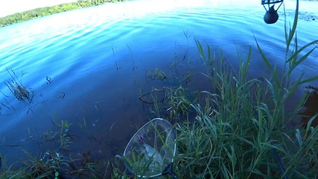 Рыбалка с товарищем на фидер с одной дистанции на Волге. смотреть онлайн