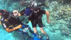 ?ЕГИПЕТ Domina Coral Bay Дайвинг первый раз, погружение с аквалангом Шарм эль Шейх