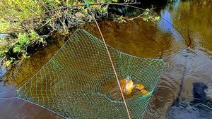 Рыбалка на карася! Карась на паук! Солим рыбу не отходя от кассы! Рыбалка 2021.