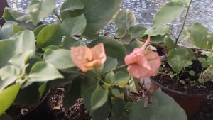 Бугенвиллия, зимовка, важные секреты.