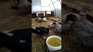 зимовка уток в теплице