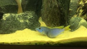 How to yellow tail acei Malawi cichlids breed in my aquarium