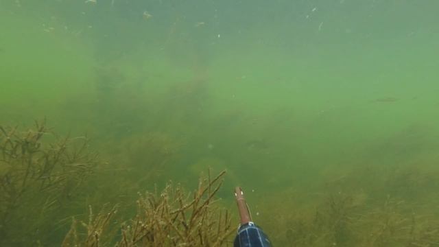 Подводная охота 2021. Щучий рай)) смотреть онлайн