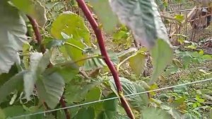 Что делать с малиной после окончания плодоношения?