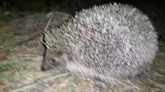 Лесной ёж крупным планом! Ночёвка в походе с диким животным, смелым и большим ёжиком под гамаком! смотреть онлайн