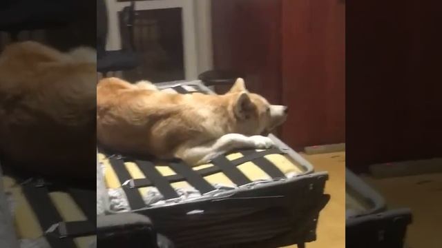 Акита Ину смотрит программу В мире животных :))) смотреть онлайн