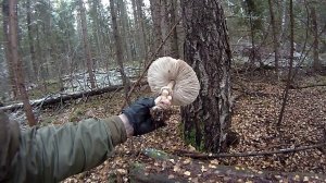 Ем гриб Зонтик