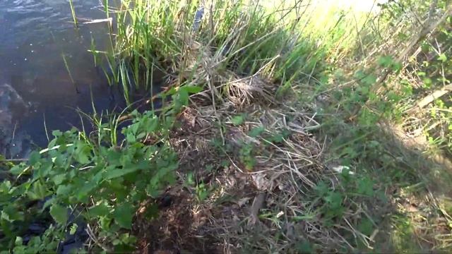 ВОТ ТАК УЛОВ. Крупные ЛИНИ на поплавочную удочку. Рыбалка на линя. ЛИНЬ на удочку. ЛИНЬ. Ловля Линя