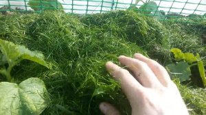 Мульчирование скошенной газонной травой