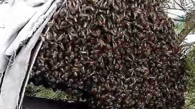 Рой далеко не улетел. смотреть онлайн