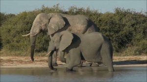 СЛОНЫ. САМЫЕ БОЛЬШИЕ НАЗЕМНЫЕ МЛЕКОПИТАЮЩИЕ НА ПЛАНЕТЕ! УДИВИТЕЛЬНЫЕ ЖИВОТНЫЕ