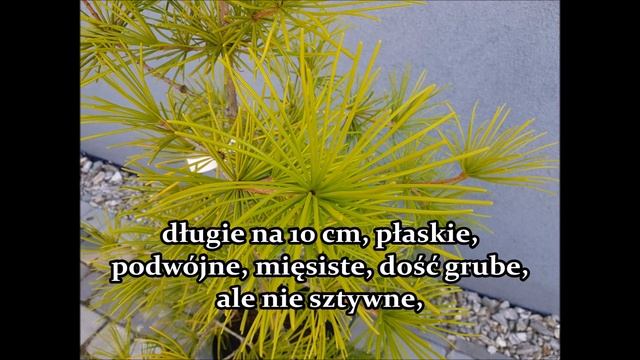 Sośnica japońska- Sciadopitys verticillata - BONSAI formowany Duży okaz смотреть онлайн