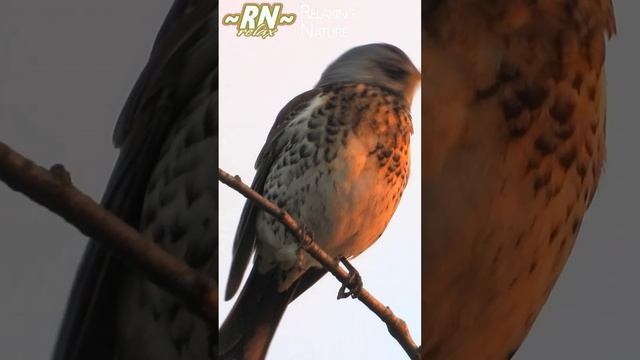 Дрозд Рябинник Трещит Без Устали - Turdus pilaris #short #shorts