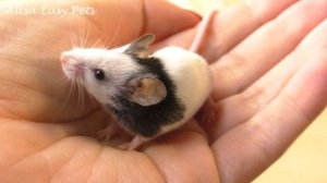 КАК НАЗВАЛИ Японских МЫШЕК LOL?  СКОЛЬКО ВЕСИТ МЫШКА? как ИГРУШКА для Котика | Alisa Easy Pets