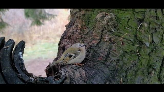 Что за птичка-невеличка?Самая маленькая птичка в России-королек.