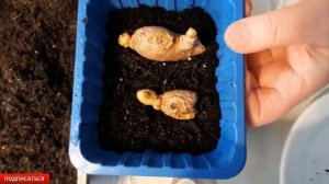 ✅ЭКСПЕРИМЕНТ | ПОСАДИЛИ ИМБИРЬ ИЗ СУПЕРМАРКЕТА | КАК ПОСАДИТЬ ИМБИРЬ #экзотика_цветов