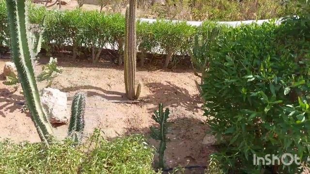 .Шарм-эль-Шейх.Монте Карло 5*.+ и - отеля/на море/ужин/вышли в город.#Sharmelsheikn#Montekarlo5*#.