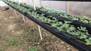 КЛУБНИКА НА СТЕЛЛАЖАХ. Почему используешь агроспан?