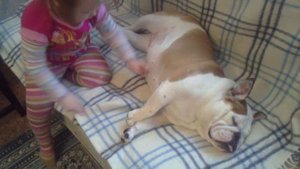 Английский бульдог - Тося. British bulldog