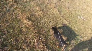 Охота в Горах. Кавказ