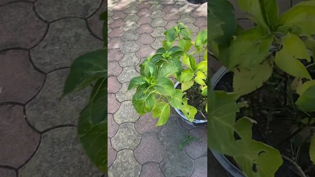 Гортензия крупнолистная Ю энд Ми перфекшн смотреть онлайн