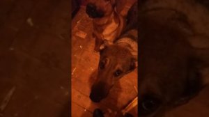 собаки уничтожили дом